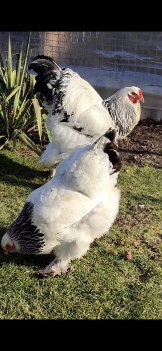 Продам цыплят Брама светлая