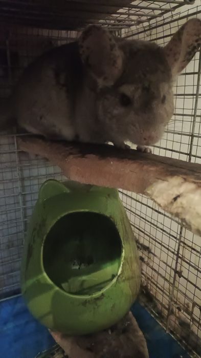 Шиншилла с клеткой