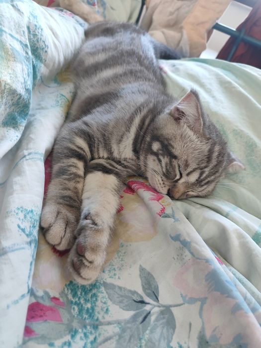 Вислоухие котята