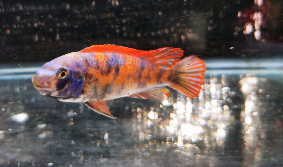 Африкански Цихлиди Малави