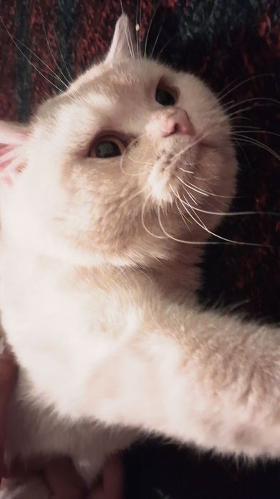 Британски мушук.