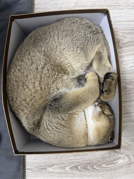 Кот золотистая шиншила