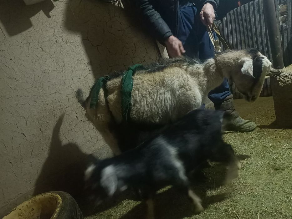 Сауны ешкi сатылады