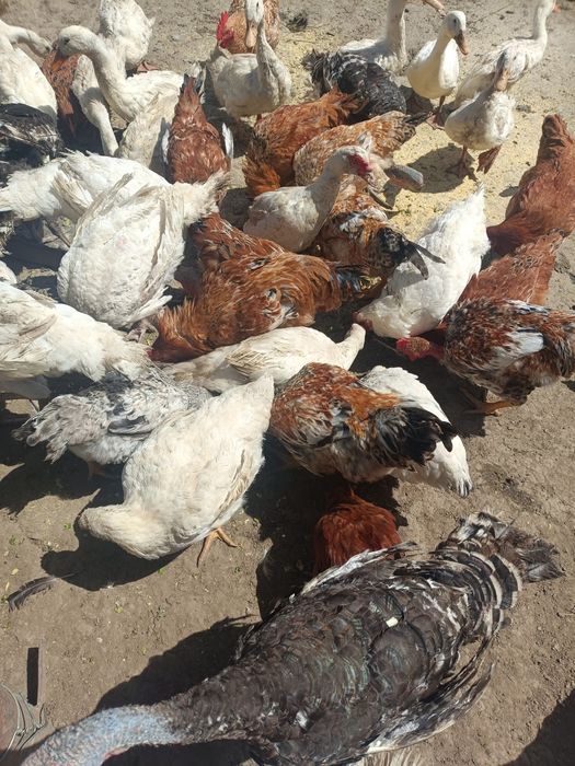 Cocoși de țară sănătoși – de vânzare