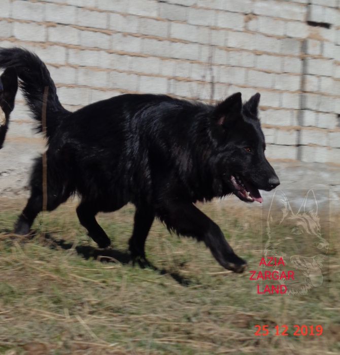 Вязка .Длинношёрстный кобель немецкой овчарки ( черного окраса)