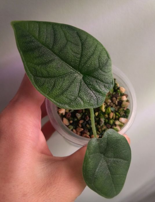 Алоказия Кукулата банана сплит, Мело, Платинум, Шкура дракона