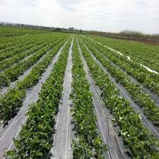 FOLIE MULCIRE/AntiBuruieni-AGROTEXTIL 1x100-230 lei;1 x 50m - 130lei