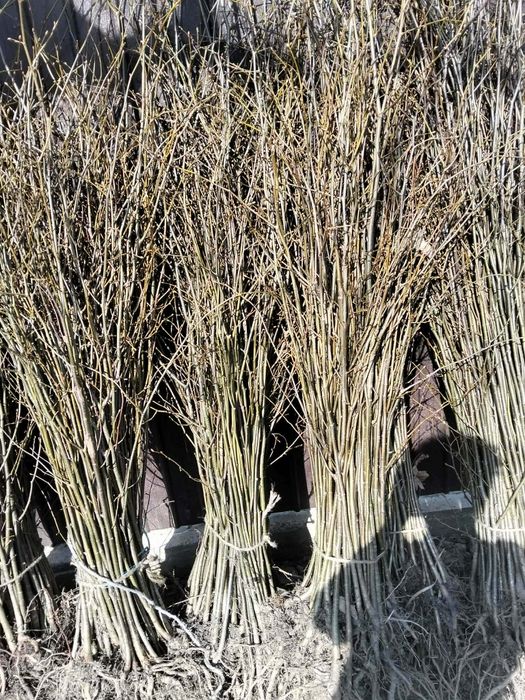 Avem oferită la puieți tratați salcâm mesteacăn brad molid pin Tei fag