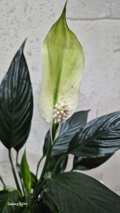 Спатифиллум Блэк Даймонд