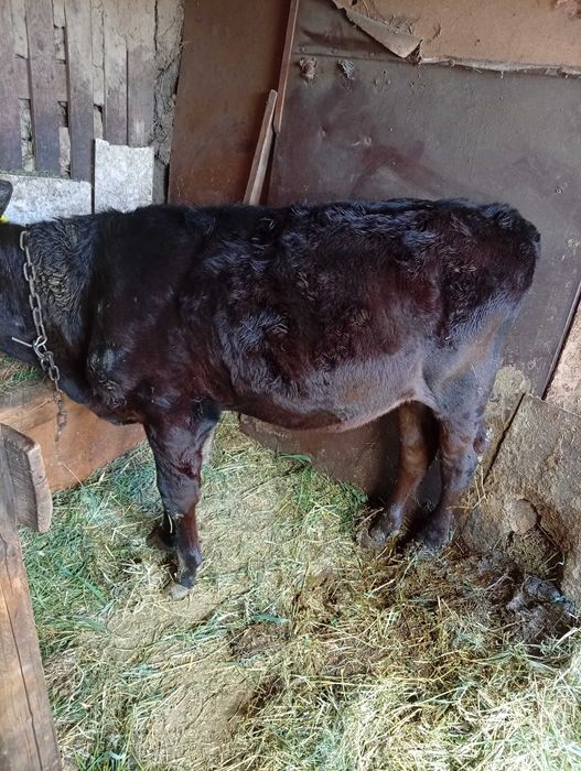Vând vitea angus  de 3 luni înțărcată