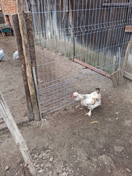 Pui de casa de vînzara 2 săptămini
