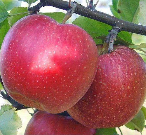 Олма кучатлари сотувда