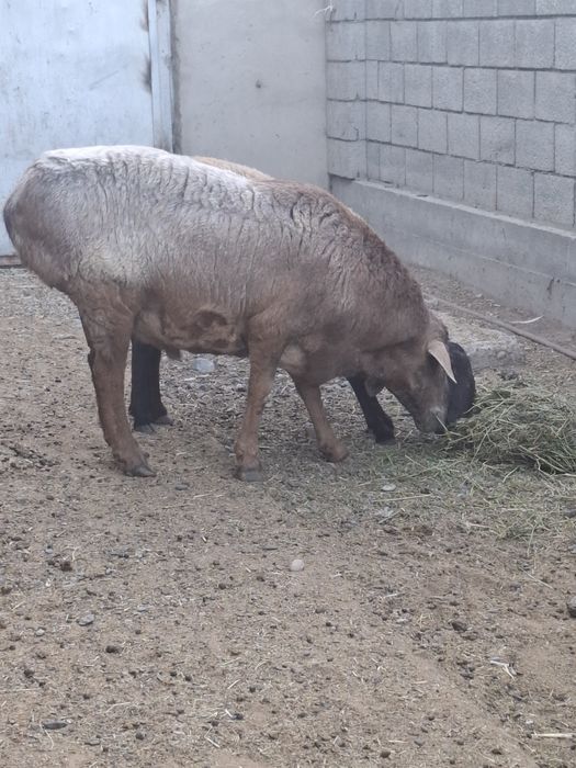 Кощкар пройзводитель
