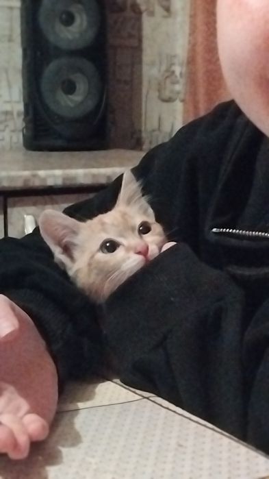 Отдам котят мальчики