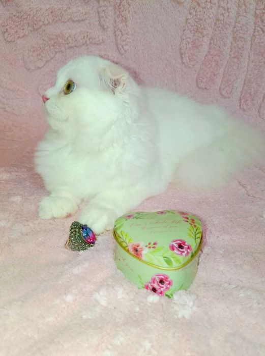 Продается эффектный аристократ, белый хайленд фолд, мальчик.