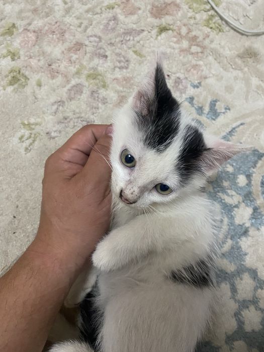 Котенок мальчик бесплатно
