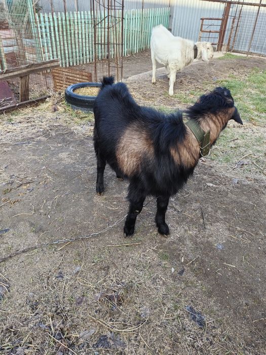 Козел Альпийский