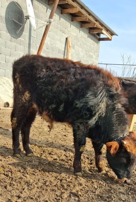 Бұқа сатылады еркек