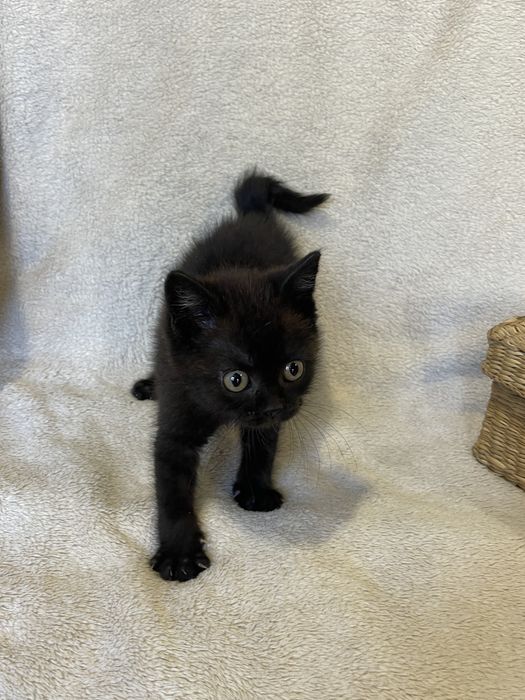 Дарим котенка, кошечка, кот, кошка