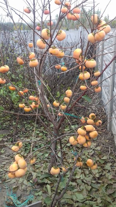 Pomi de kaki diferiti ani de vegetatie