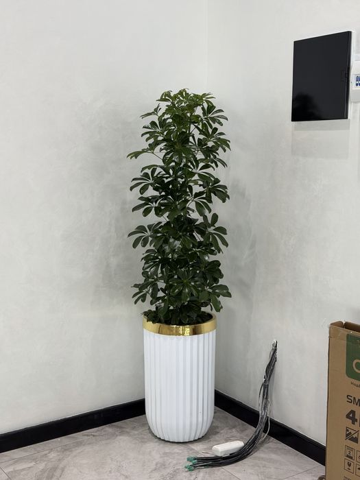 Комнатные цветы с доставкой, Декоративные растения в горшках