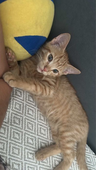 Котенок 4 месяцев