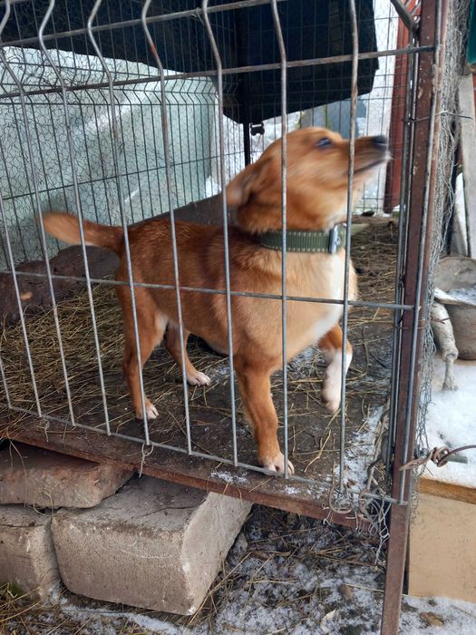 Donez caine și cățelușa urgent