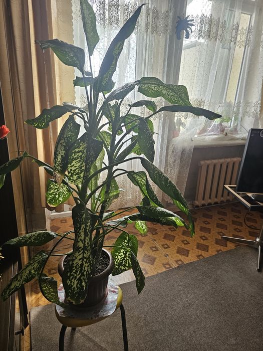 Диффенбахия. 5 отростков в одном горшок.