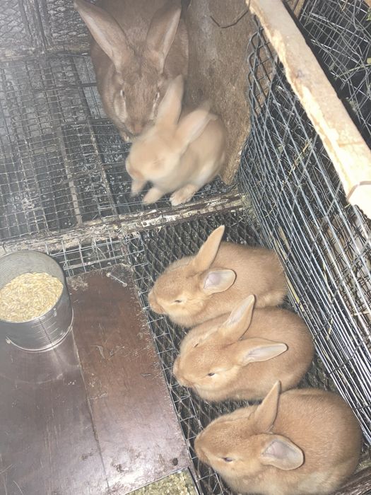 Кролики бургундской породы.