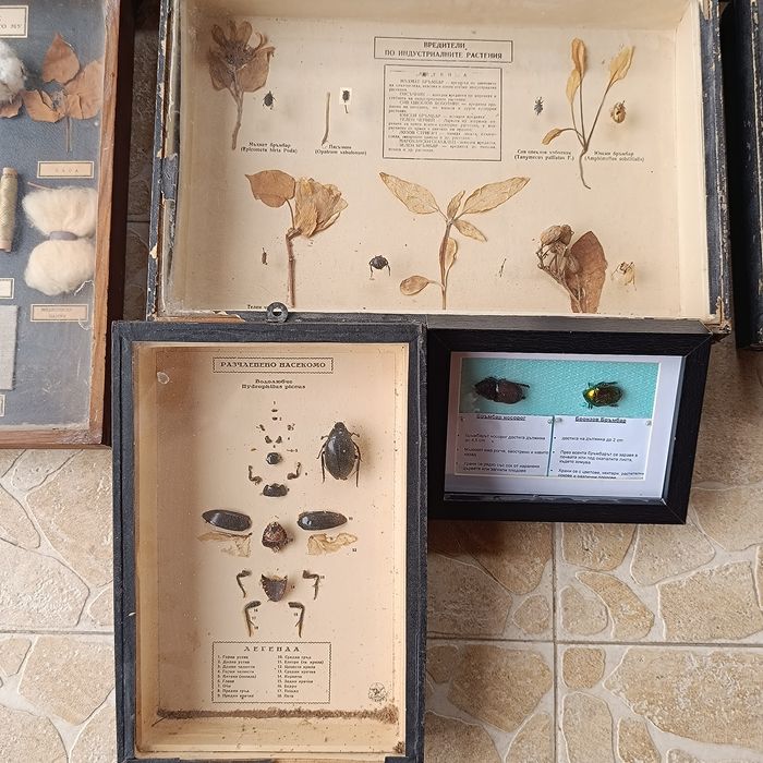 Учебни модели по Биология и география в дървена рамка със стъкло