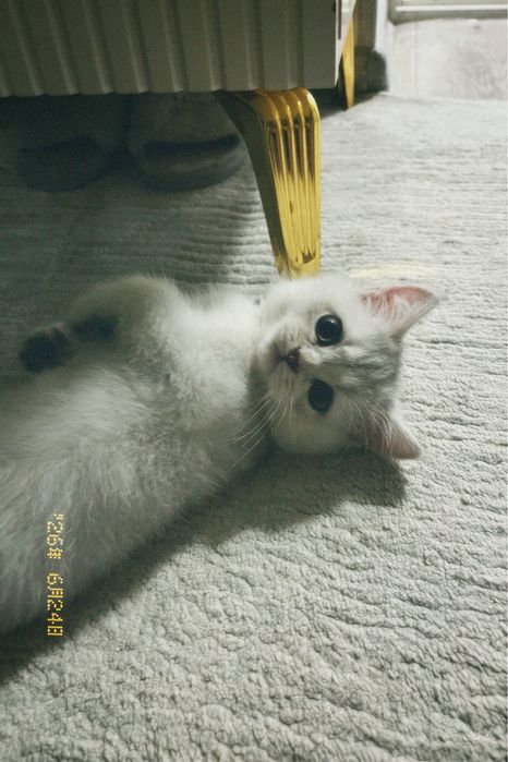 Кот, породистый, 4 месяца, Шеншилла