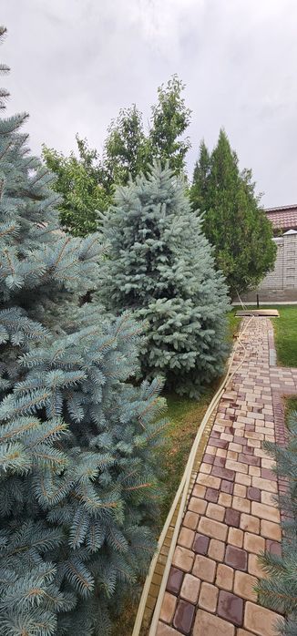 Голубые ели Кыргызстанские