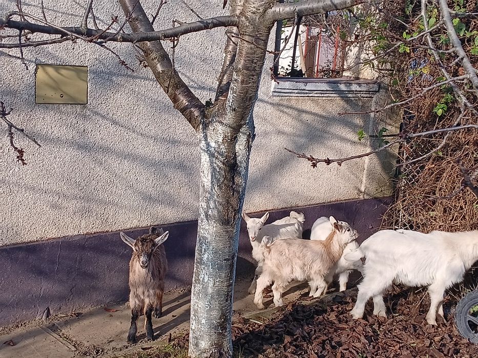 Iezi de 2 luni de vanzare