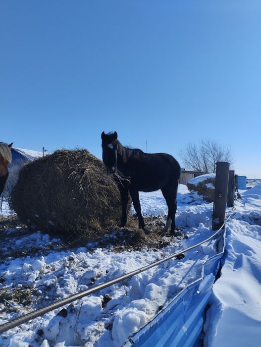 Продам жеребчика .