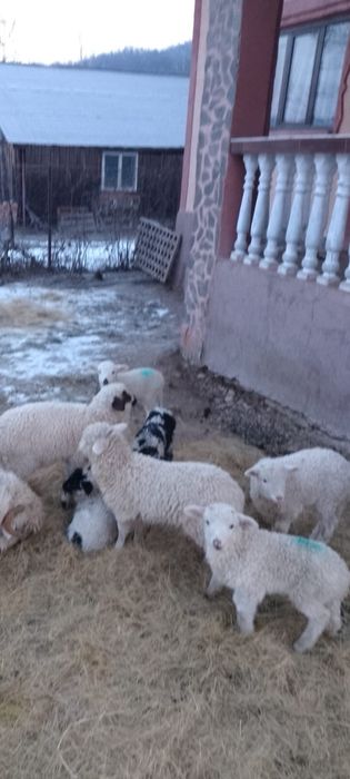 Vand oi cu miei , detalii la telefon