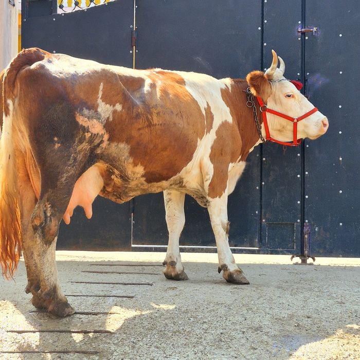 Vaca baltata romaneasca gestanta de 2 luni