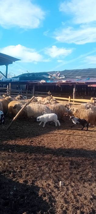 Vând 32 oi foarte frumoase