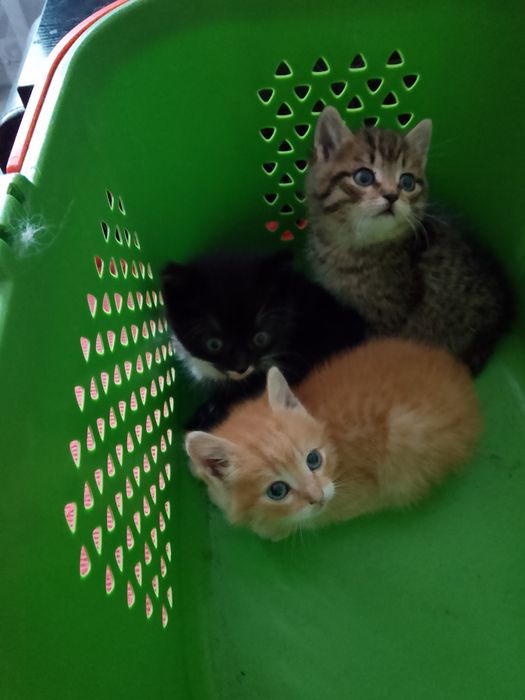 Котята 1 месяц, ищут дом!