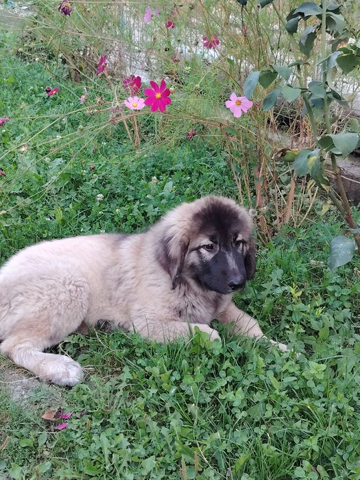 Catei in cautare de noi proprietari
