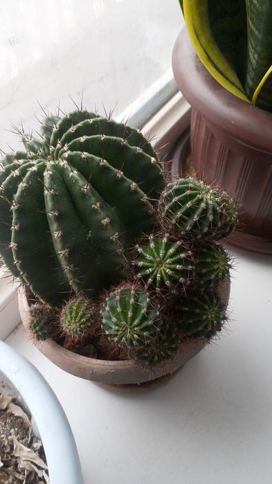 Домашние цветы Санцыверии и т/д.