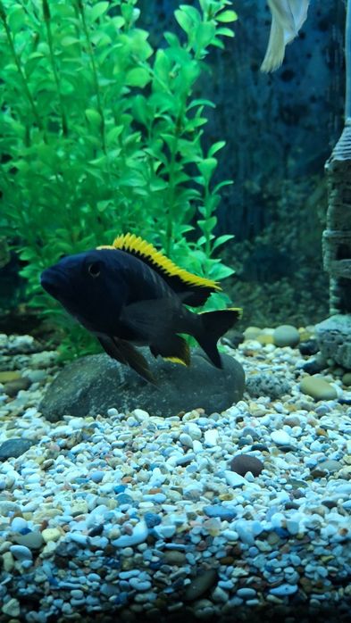 Аквариумные рыбки