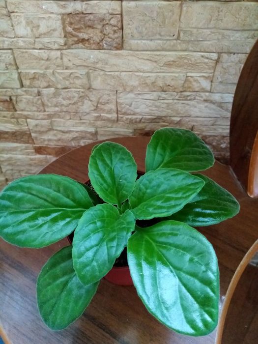 Продаются хириты примулины