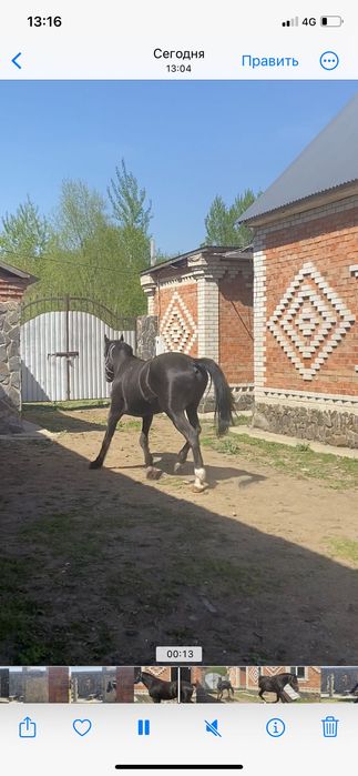 Продам коня француза