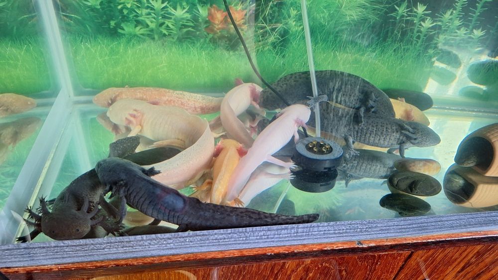 Аксолотль, в продаже  взрослые.