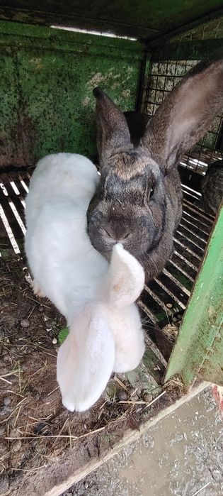 Зайци, домашни зайци заешко месо