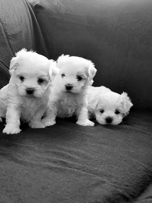 Малтийска болонка-момчета