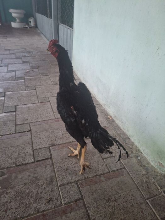 Дакан қораз сатылады