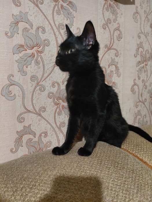 Отдам бесплатно в хорошие руки