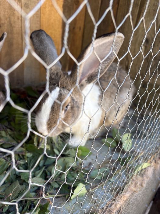 Vand iepuri urias german