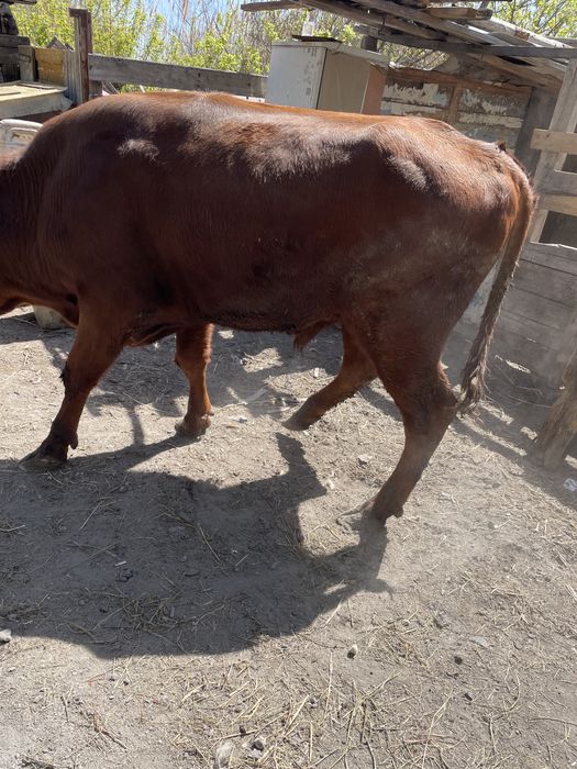 Продам двух бычков и телочку